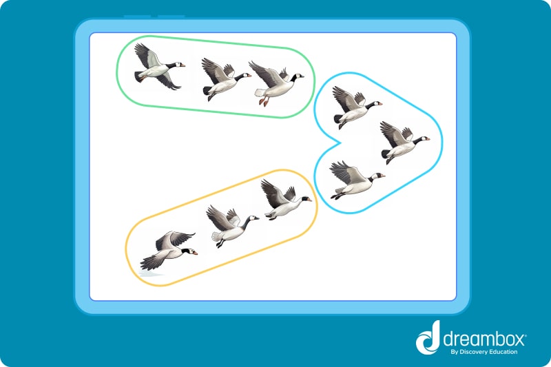 birds flying math problem